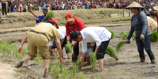 Aksi Presiden Jokowi menanam padi bareng petani di Kalimantan