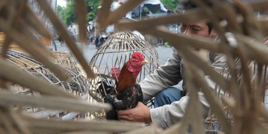 Ada ayam petarung di Kota Lama harganya senilai mobil baru