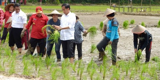 Jokowi ingin swasembada pangan tapi pertanian tak beda dari era SBY