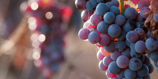 8 Manfaat kesehatan buah anggur