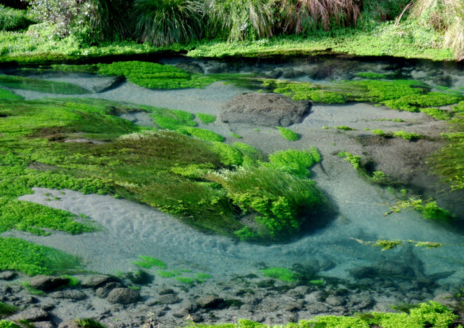 sungai te waihou selandia baru