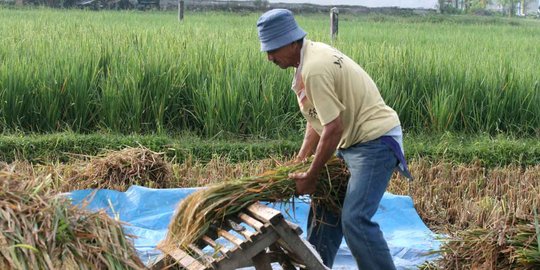 Nasib petani di Kediri kehilangan ratusan hektare lahan produktif