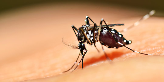 Gerakan pemberantasan sarang nyamuk dicanangkan di Kediri