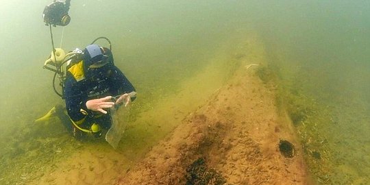 Penyelam kaget temukan hutan 10.000 tahun di dasar Laut Utara