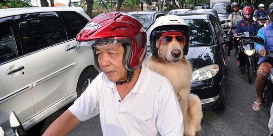 Bisa naik motor, anjing di Indonesia ini jadi perhatian dunia