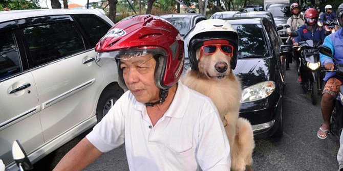  Bisa naik motor anjing di Indonesia ini jadi perhatian 
