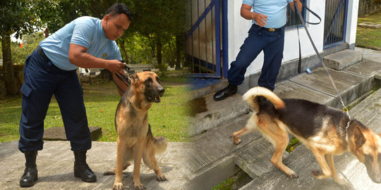 Kisah istimewanya anjing penjaga pesawat tempur TNI AU