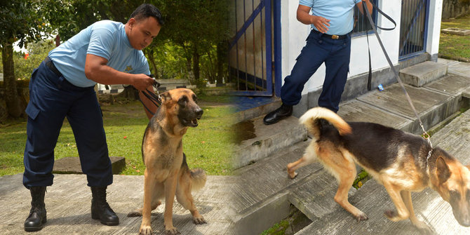 50++ Anjing herder anjing polisi new