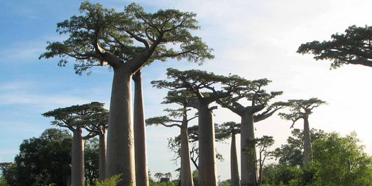 Pohon Rp 750 juta yang buat Ahok marah didatangkan dari Afsel