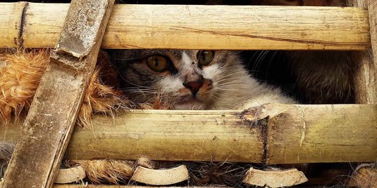 Sadis, ribuan kucing ini akan dijadikan makanan di Vietnam
