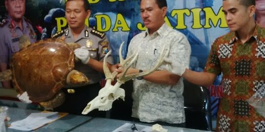 Selundupkan kerangka hewan lindung ke Eropa, warga Malang dicokok