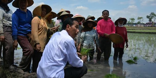 Sukoharjo diguyur hujan seharian, Jokowi gagal tanam padi