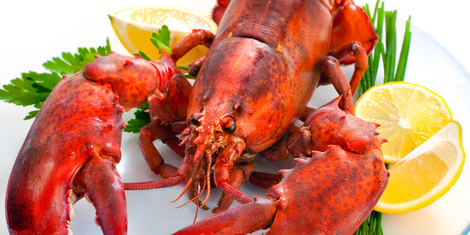 Menteri Susi akan razia restoran penyaji lobster 
