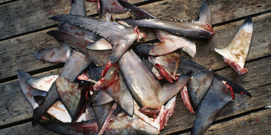 Susi tangkap kapal Vietnam curi 2.000 Kg sirip hiu di Raja Ampat