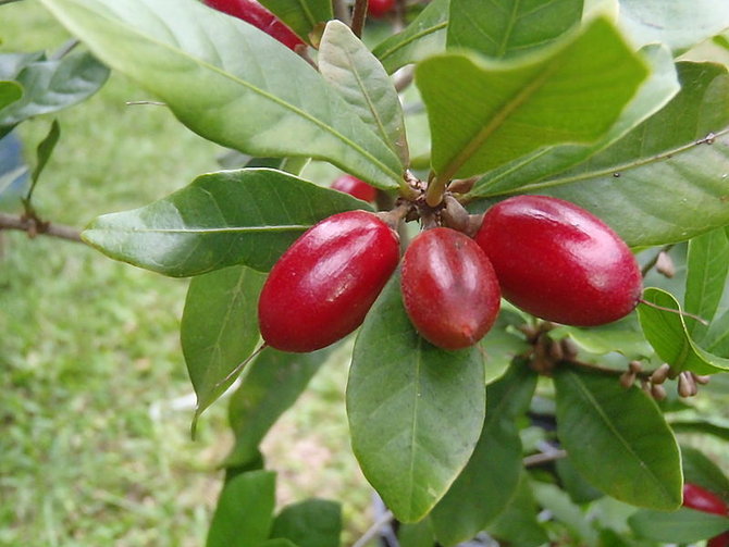 buah beri ajaib