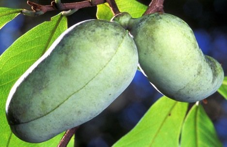 buah dan sayur aneh