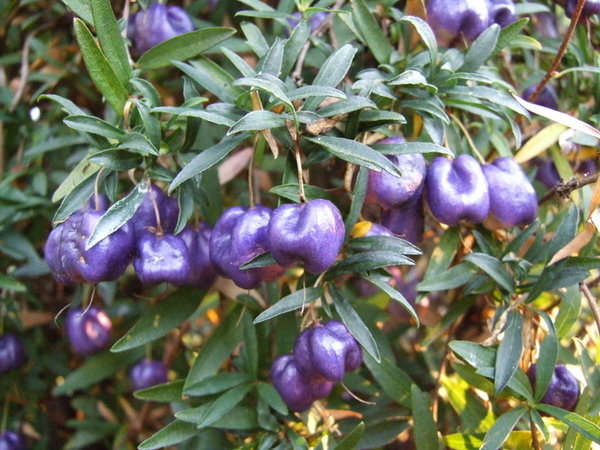 purple appleberry