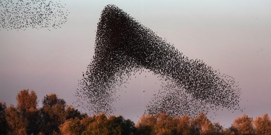 Cantiknya 'tarian' segerombolan burung jalak di udara