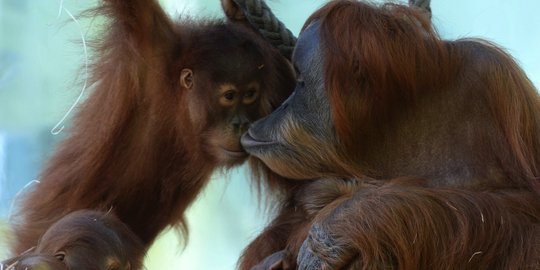 Bantai orangutan di Sampit, PT NSP terancam dicabut izin operasi