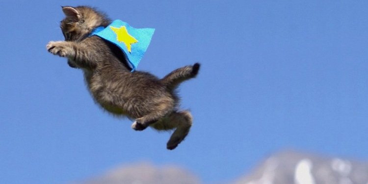 Download 52+ Background Cantik Kucing HD Paling Keren