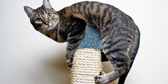 ini alasan mengapa kucing tak mati saat jatuh dari tempat tinggi!