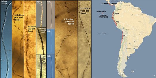 Makhluk hidup tertua di bumi ditemukan, masih eksis sampai sekarang