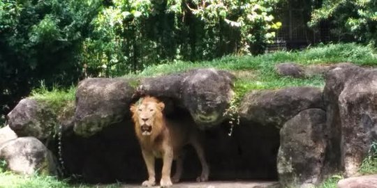 Melihat singa dan cheetah selemparan batu di Singapore Zoo
