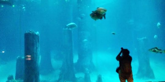 'Menyelam' Sungai Amazon dari Singapura