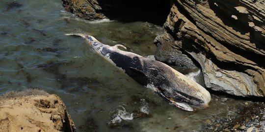 Hiu paus seberat 6 ton terjebak di kanal PLTU Paiton Probolinggo