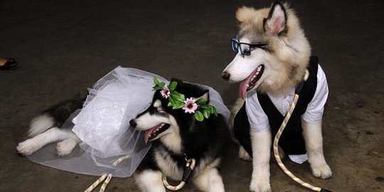Resepsi pernikahan anjing di Manado hebohkan dunia