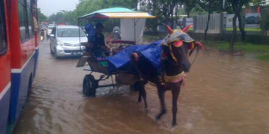 Demi uang, kusir delman paksa kudanya terobos banjir