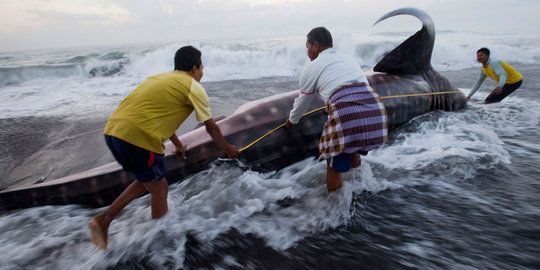 Hiu paus tutul sudah seminggu terjebak di PLTU Paiton Probolinggo