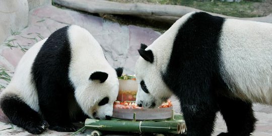 dua panda ini mengikat janji sehidup semati rev5
