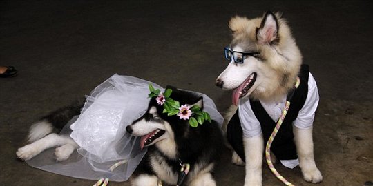 anjing di manado hebohkan dunia rev5