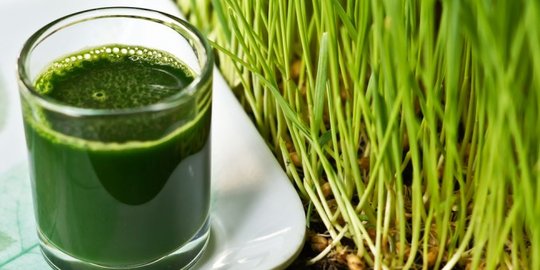 Lunturkan lemak dengan minum jus wheatgrass