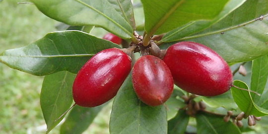 Buah Beri Ajaib bisa Ubah Makanan Asam dan Pahit jadi Semanis Permen