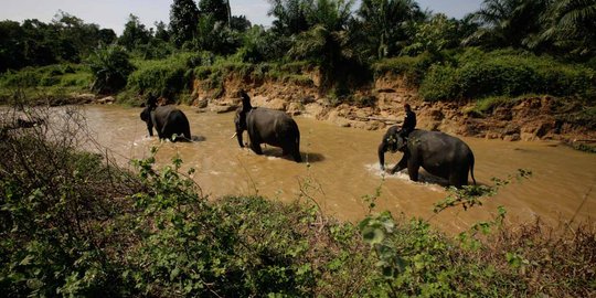Potret kehidupan gajah Sumatera penjaga hutan Aceh