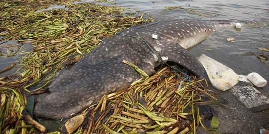 Hiu paus terjebak di kanal PLTU Paiton akhirnya mati mengenaskan