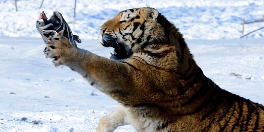 Melihat aksi garang harimau Siberia terkam mangsa