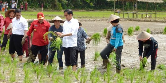 Presiden Jokowi: Saya semakin yakin swasembada pangan dalam 4 tahun