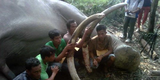 Polisi temukan 6 gading gajah diselipkan di mobil pemburu