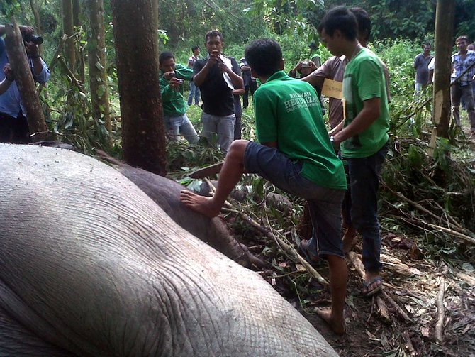 bangkai gajah ditemukan di bengkalis