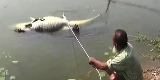 Buaya di Bangladesh mati karena kebanyakan makan ayam