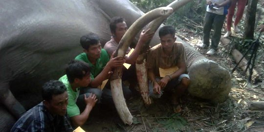 Sadisnya komplotan ini, demi gading mereka bantai kawanan gajah