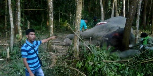 gajah 28 pucuk senpi perbakin ditarik polisi rev2