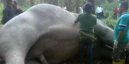 dijual rp 10 juta per kilo rev2