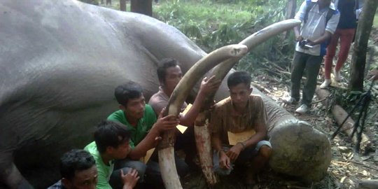 ditembak kepala lalu dikuliti diambil gadingnya rev2