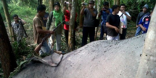 pembantai gajah anggota perbakin rev2