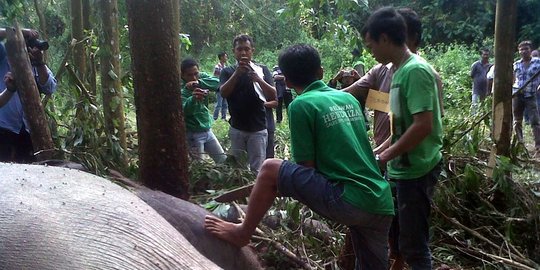 anak gajah juga dibantai komplotan sadis ini rev2