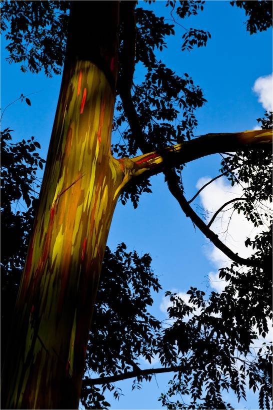 rainbow eucalyptus